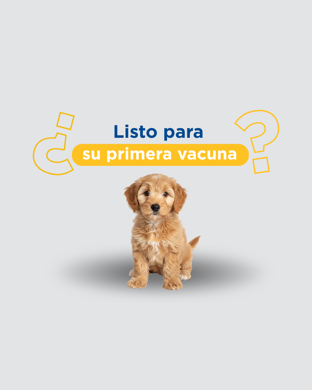 Calendario de vacunación canina en Perú: protocolo según edad y vacunas nucleares vs. no nucleares