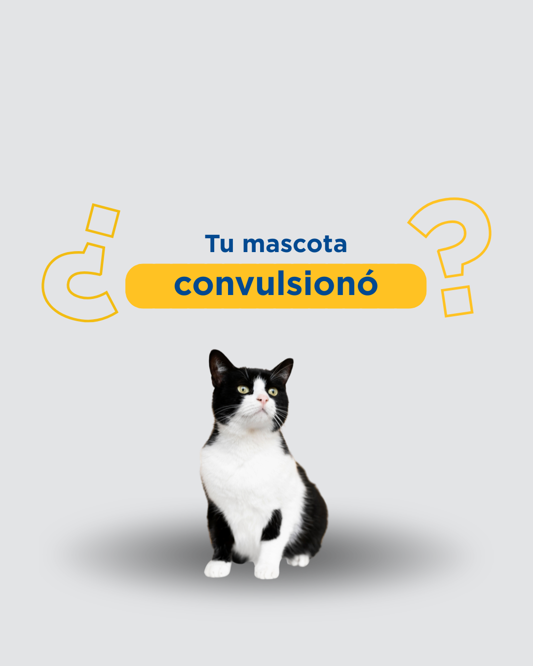 Convulsiones en perros y gatos: qué hacer mientras llegas al veterinario