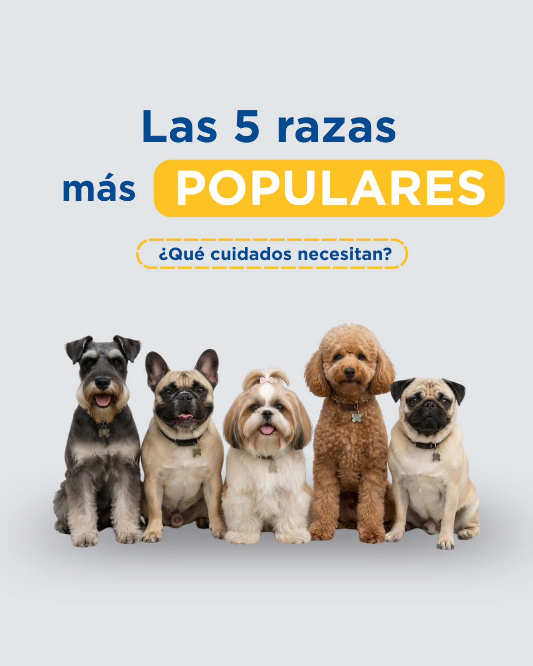 Razas más populares en Lima 2026 y sus consideraciones de salud particulares