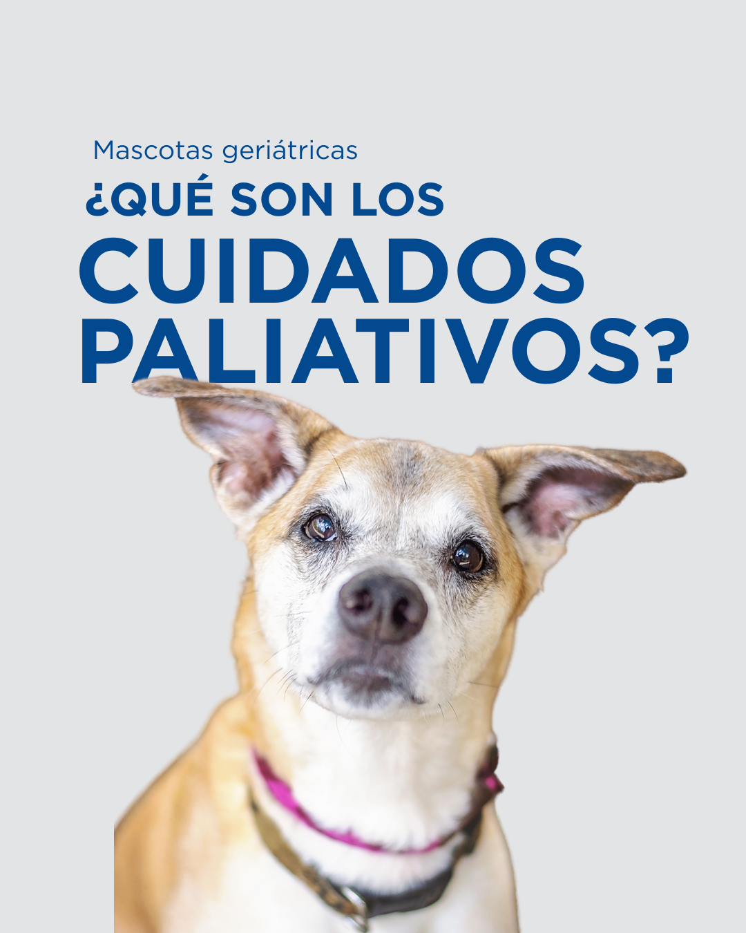 Cuidados paliativos en mascotas geriátricas: cómo asegurar bienestar en la última etapa