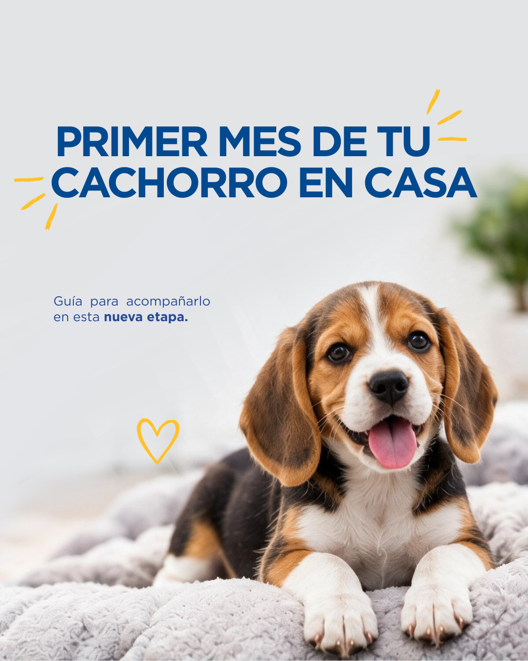 Primer mes con tu cachorro en casa: guía clínica día a día