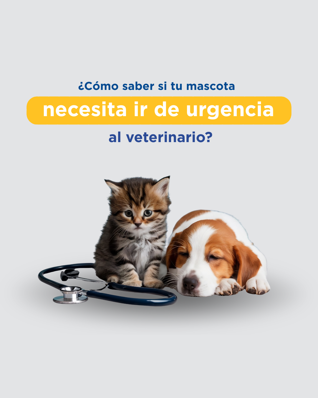 Signos clínicos que requieren atención veterinaria de urgencia