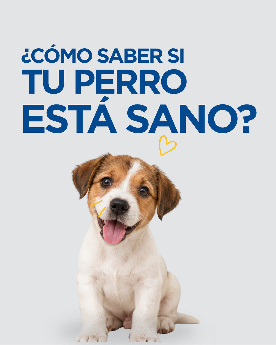 Cómo saber si tu perro está sano: signos clave a observar en casa