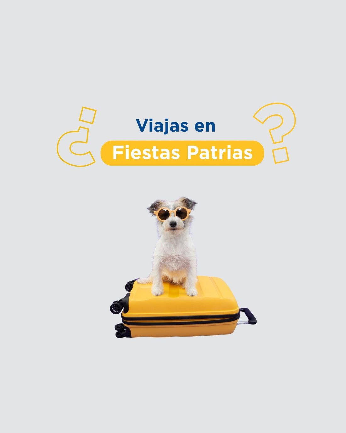 ¿Dónde dejar a tu mascota en Fiestas Patrias? Guía clínica para elegir hospedaje seguro