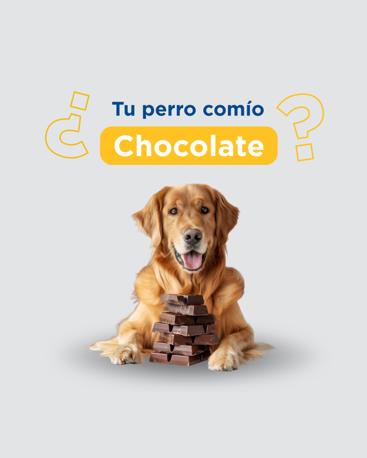 Mi perro comió chocolate: cómo actuar en los primeros 30 minutos