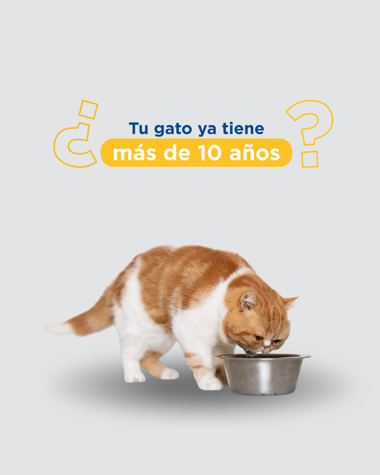 Alimentación del gato senior: cómo ajustar la dieta a partir de los 10 años
