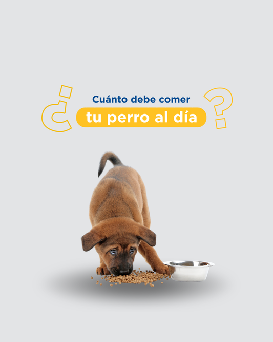 Cuánto debe comer un perro al día: cómo calcular la cantidad correcta