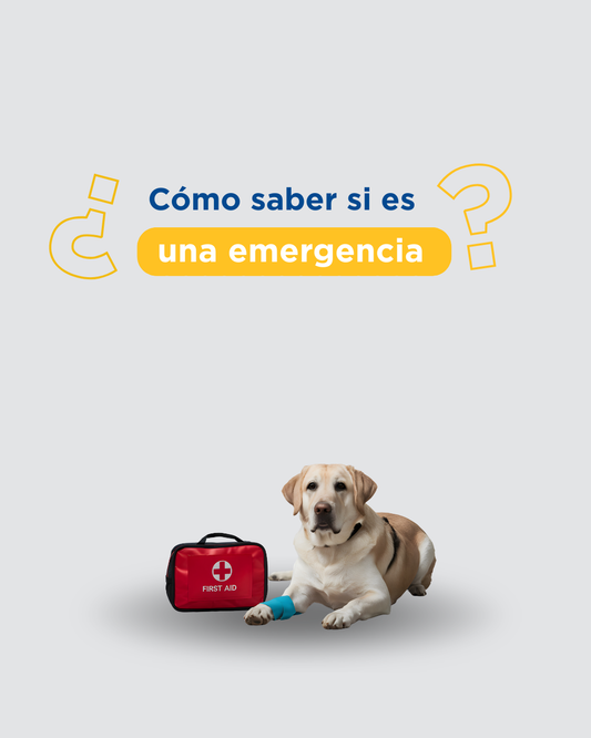 Veterinarias 24 horas en Lima: qué buscar al elegir una clínica con atención continua