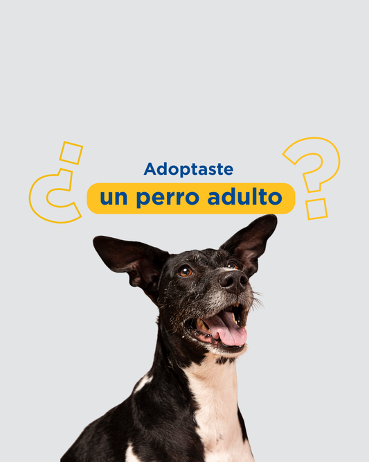 Adoptar un perro adulto: chequeos veterinarios esenciales en las primeras semanas