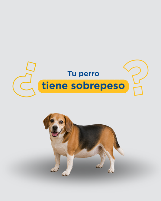 Obesidad canina: cómo saber si tu perro tiene sobrepeso (test casero en 3 minutos)