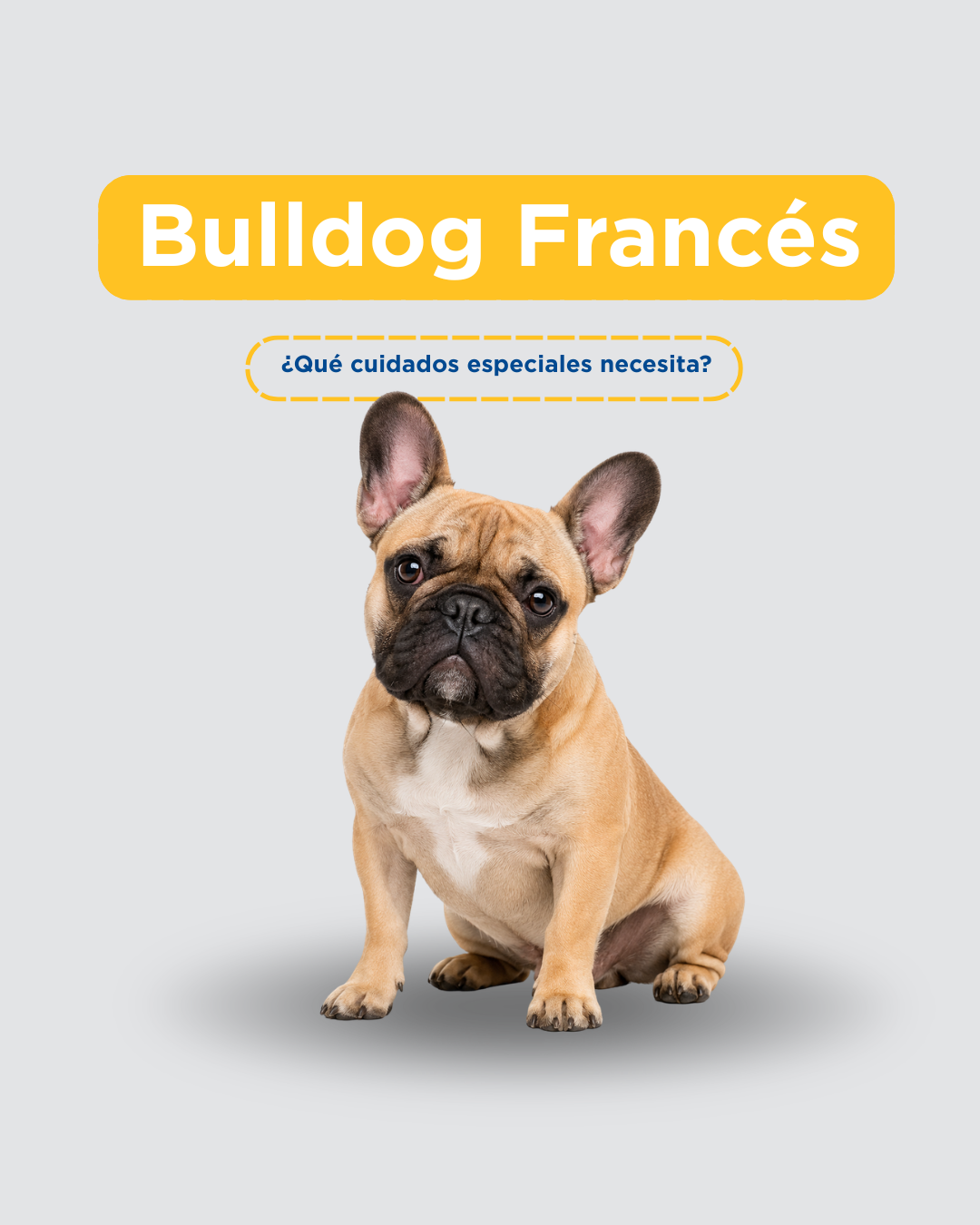 Bulldog francés en Lima: cuidados específicos por el clima costeño