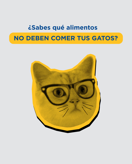 Alimentos tóxicos para gatos: lista clínica con nivel de toxicidad