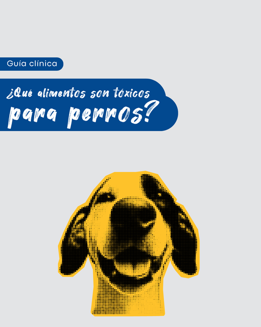 Alimentos tóxicos para perros: lista clínica de los principales con nivel de toxicidad