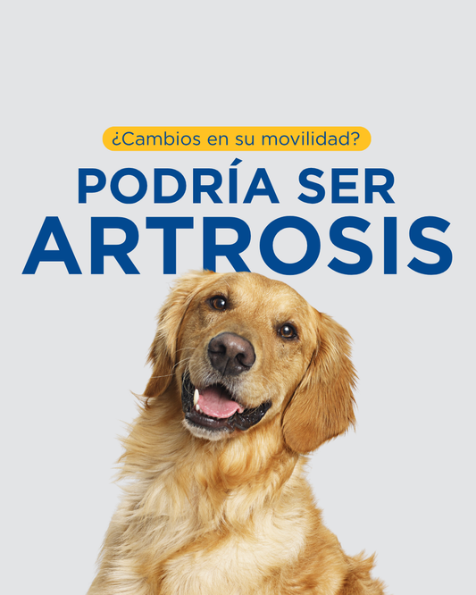 Artrosis en perros y gatos: por qué no es solo que esté viejo