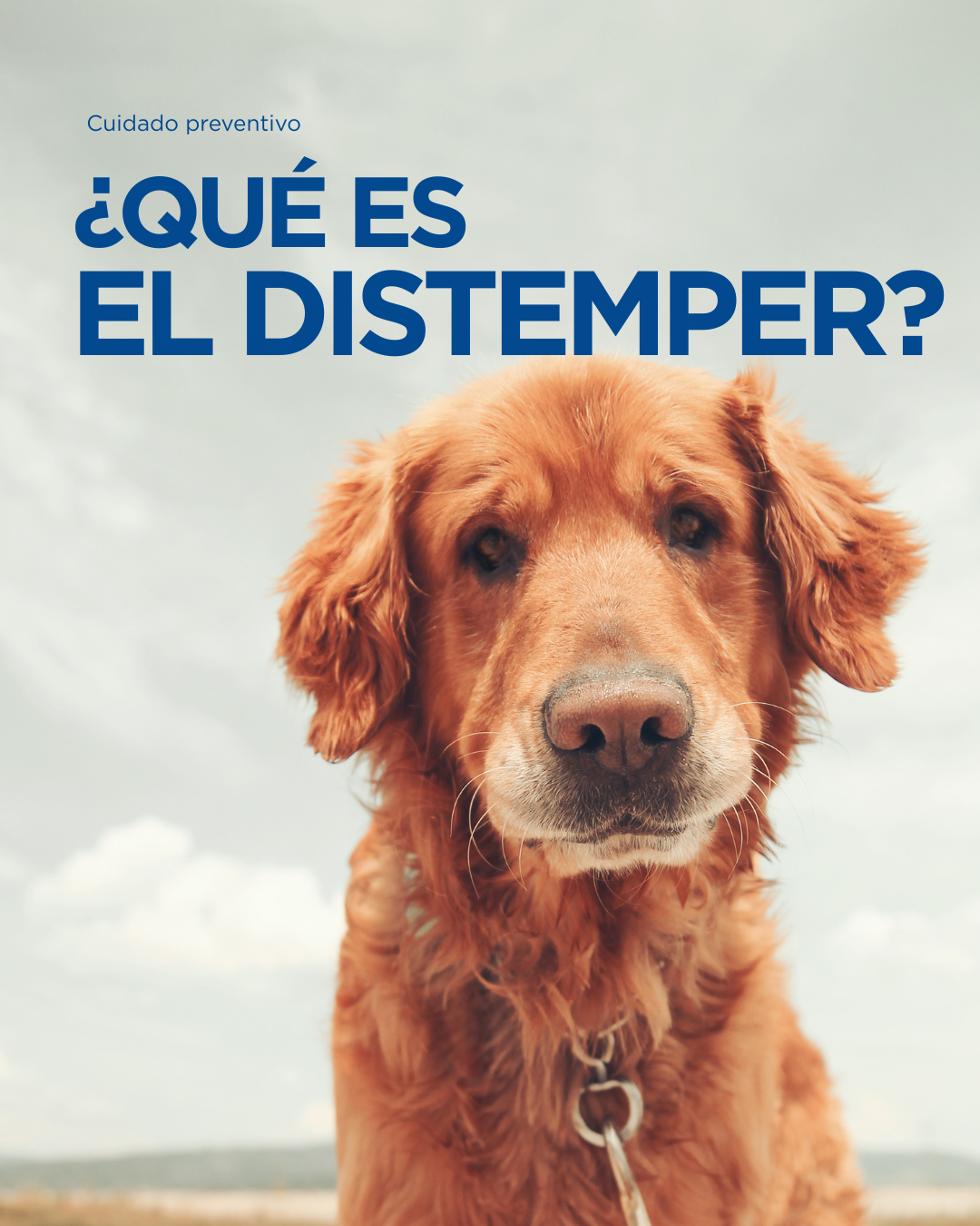 Moquillo canino (distemper) en Perú: por qué la vacunación sigue siendo crítica