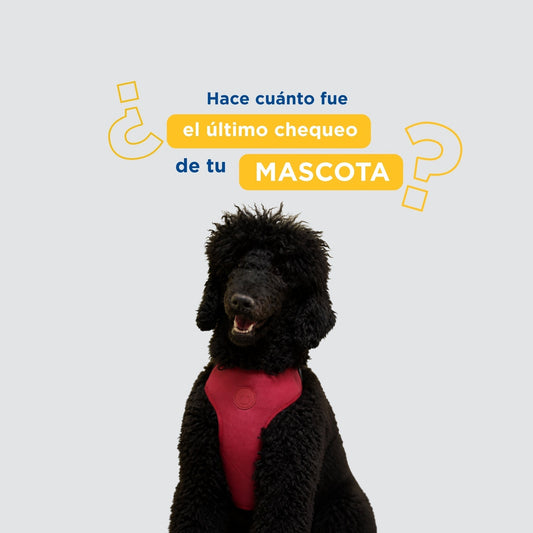 Chequeo anual veterinario: qué exámenes corresponden según la edad de tu mascota