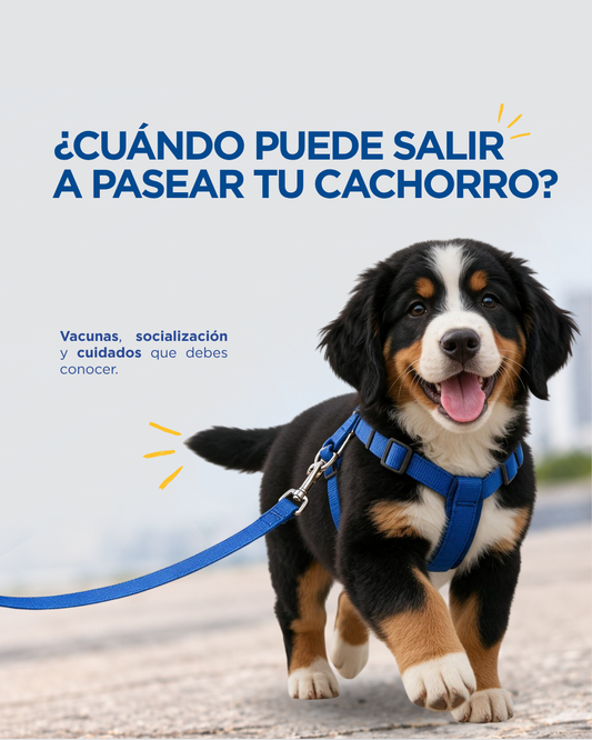 Cuándo sacar a pasear a un cachorro en Lima por primera vez