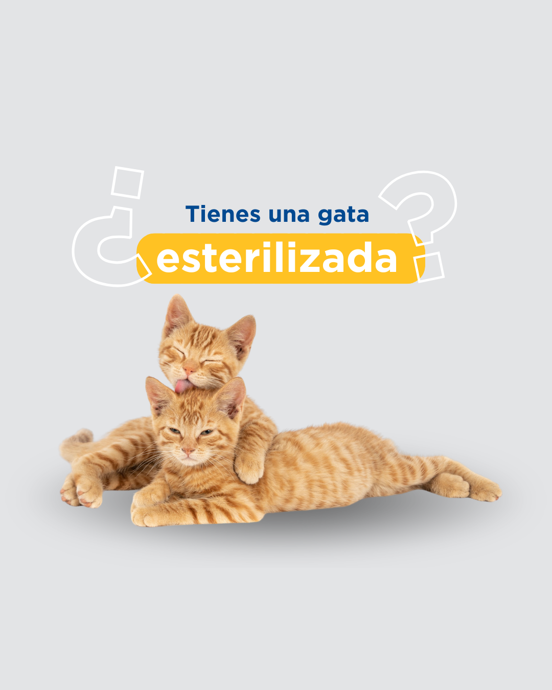 Esterilización en gatas: factores que influyen en la edad recomendada