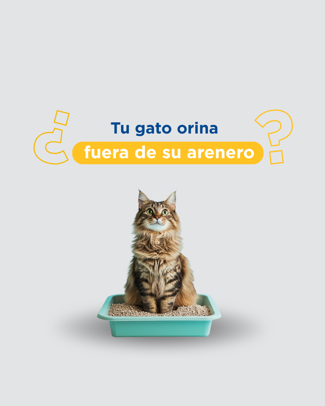 Mi gato orina fuera del arenero: causas médicas y conductuales
