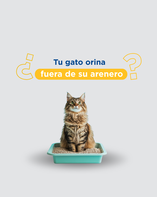 Mi gato orina fuera del arenero: causas médicas y conductuales