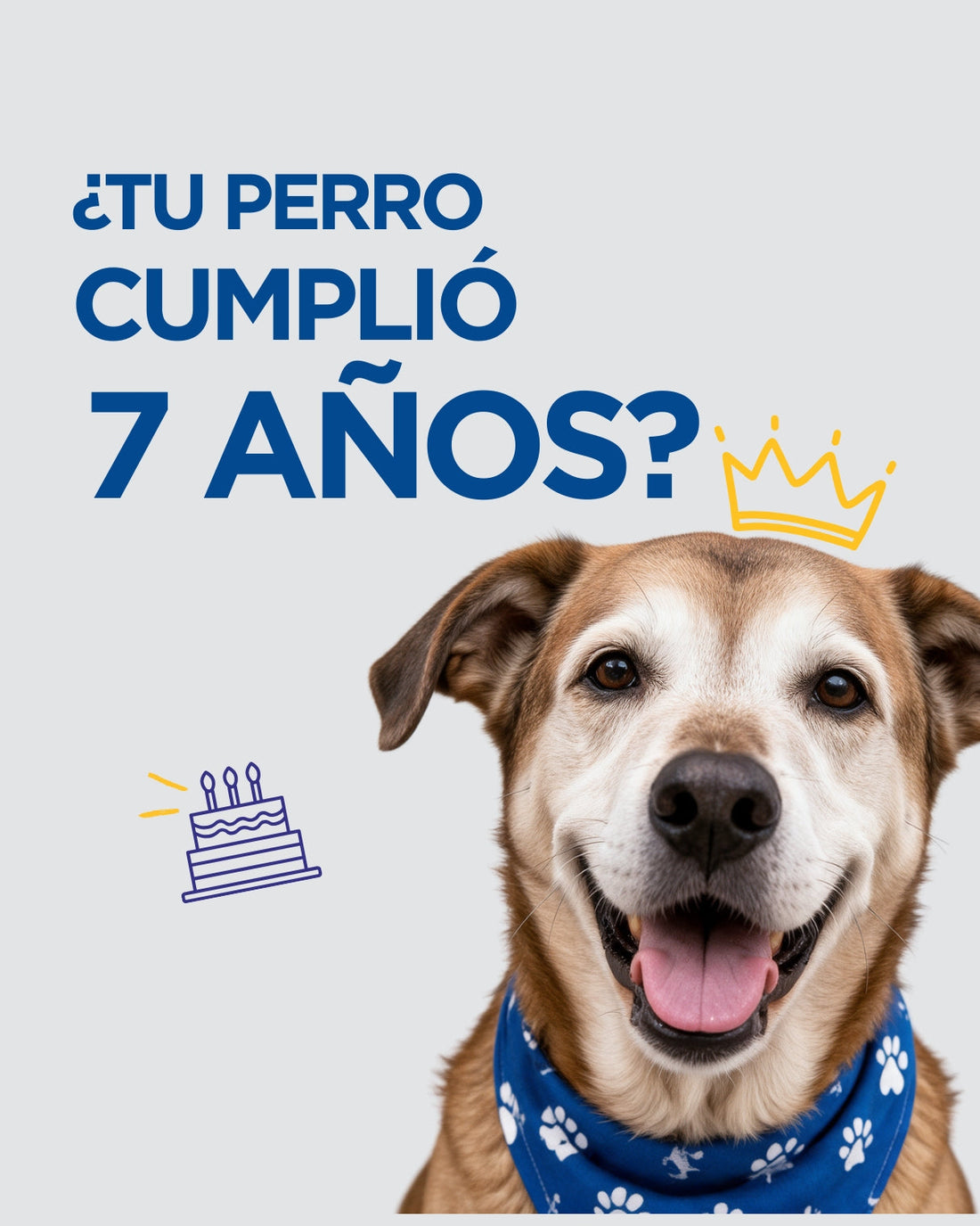 Mi perro cumplió 7 años: cuidados específicos al entrar a la etapa senior