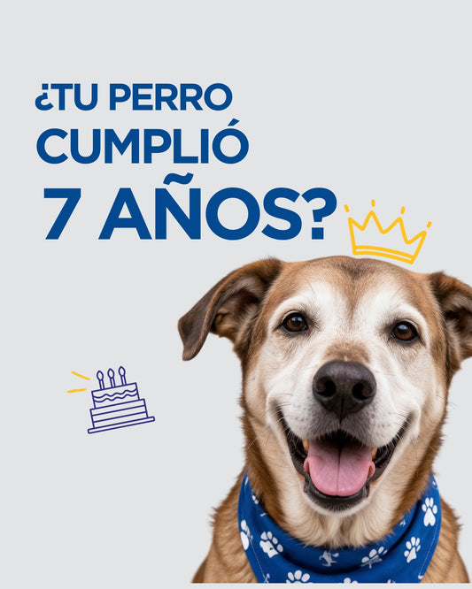 Mi perro cumplió 7 años: cuidados específicos al entrar a la etapa senior