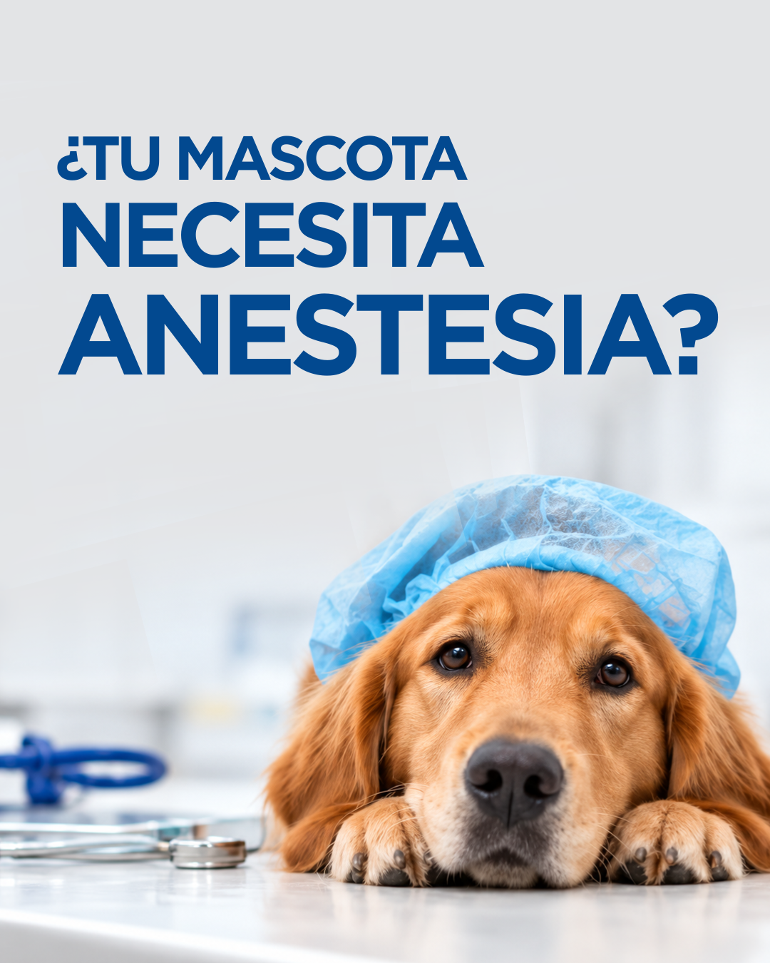 Anestesia veterinaria: por qué se usa, qué riesgos tiene y cómo se minimizan