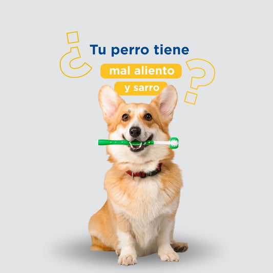 Limpieza dental veterinaria: por qué requiere anestesia y cuándo es necesaria
