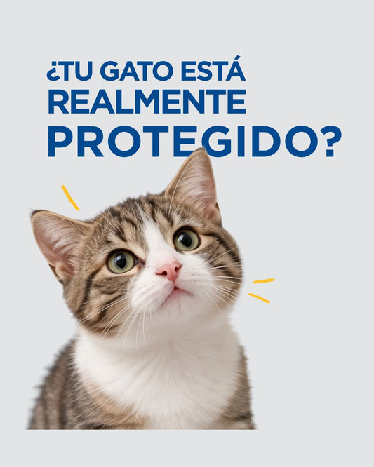 Vacunación felina en Lima: vacunas nucleares, no nucleares y cómo decidir cuáles aplica tu gato
