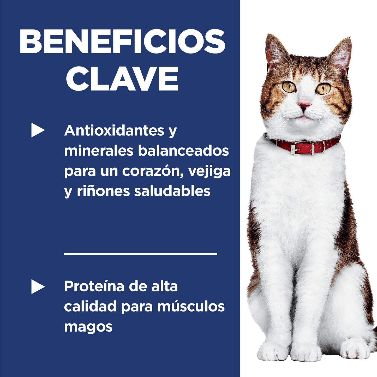 Hill's Science Diet Adult 7+ alimento para gato senior