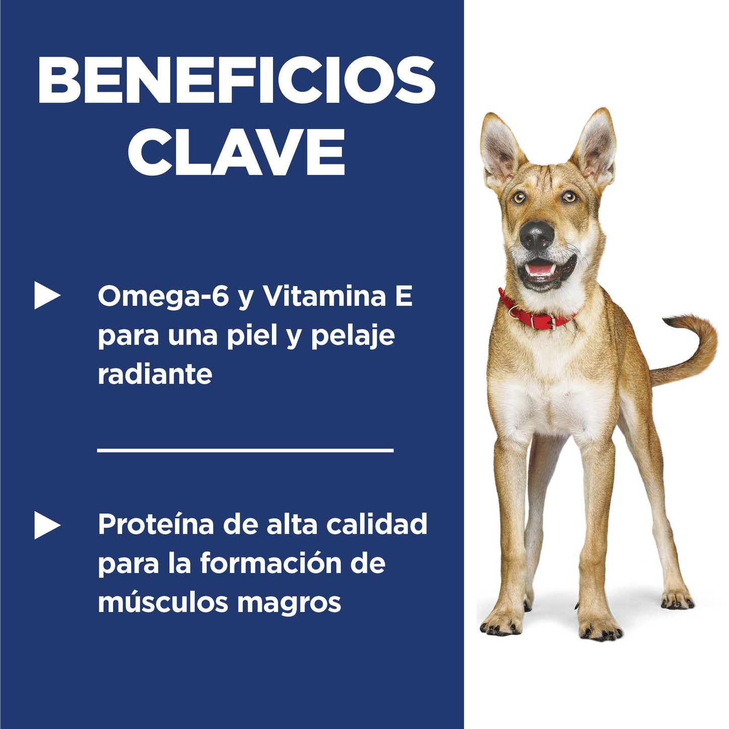 Hill's Science Diet Adult, alimento saludable perro adulto receta de salmón
