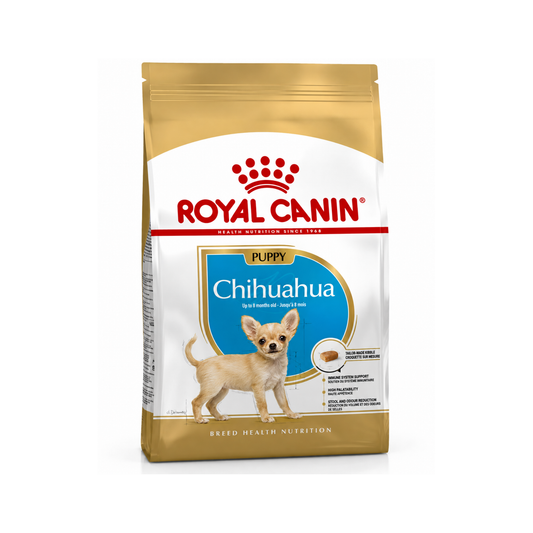 B.H.N Chihuahua Puppy 1.5 Kg