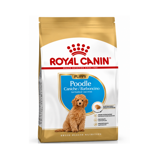B.H.N Poodle Puppy 3 Kg
