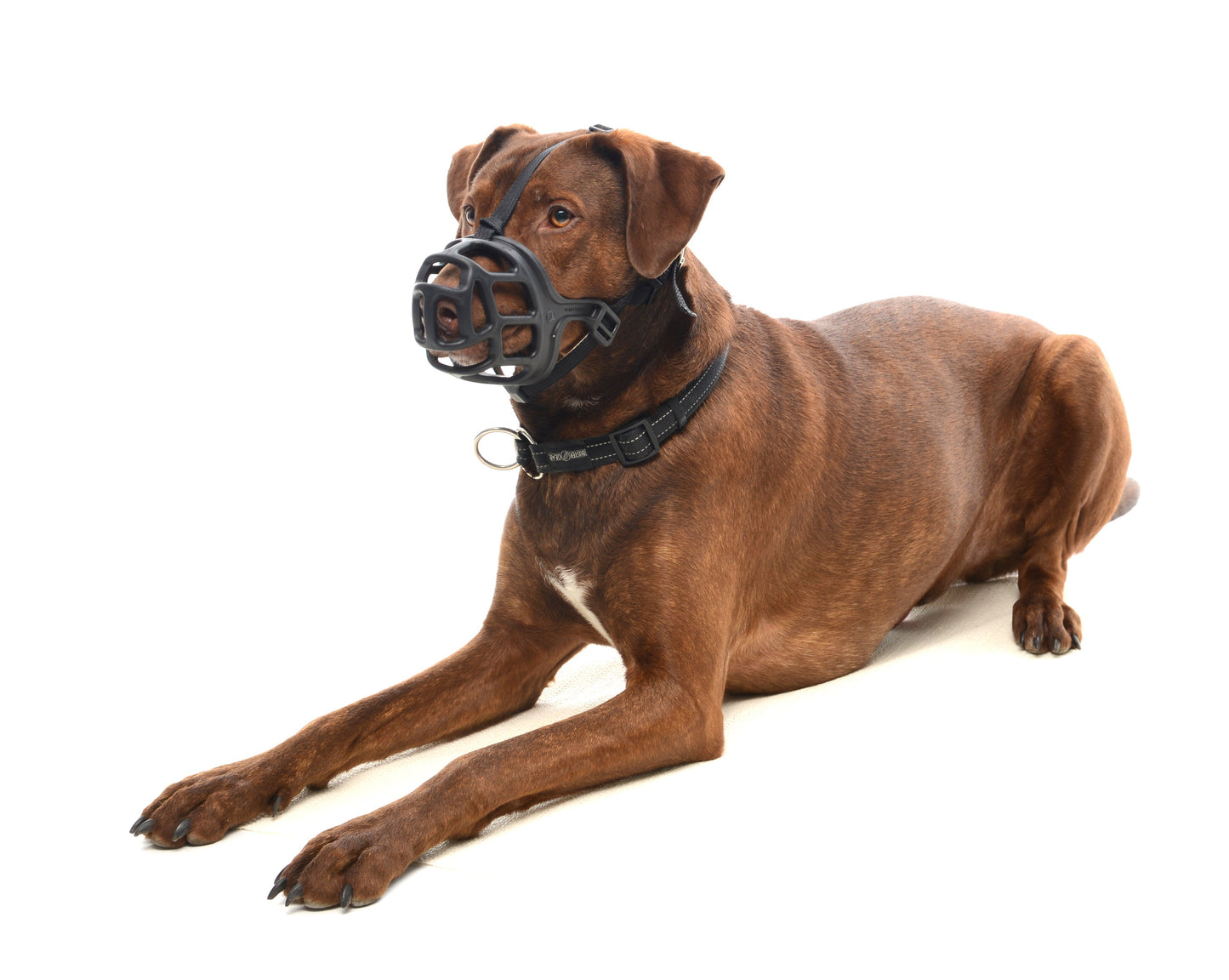 Bozales para perros