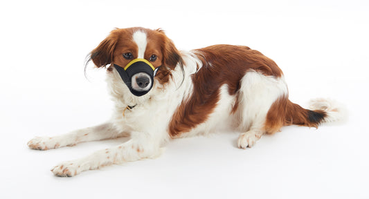Bozal Nylon para Perro L